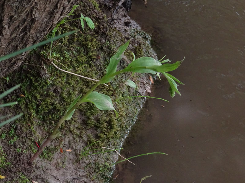 Epipactis bugacensis subsp. bugacensis